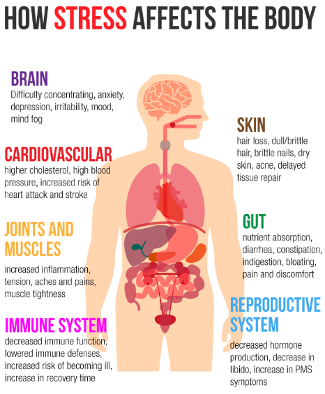 How-stress-affects-the-body